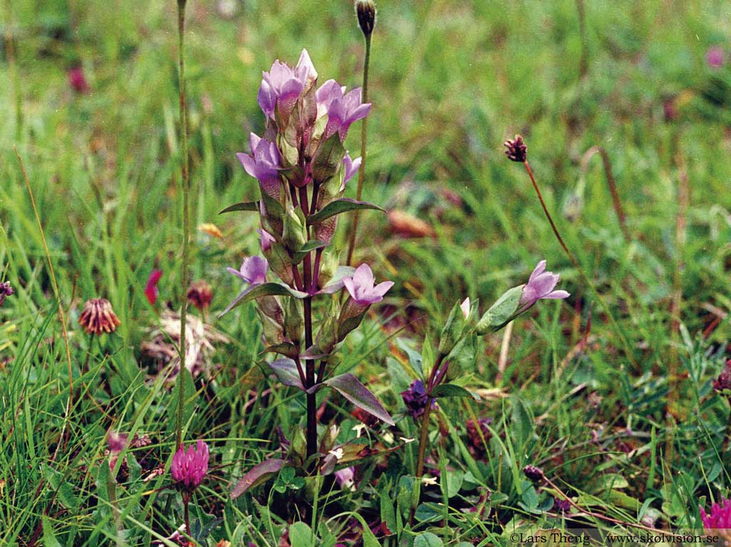 Fältgentiana, Gentianella campestris